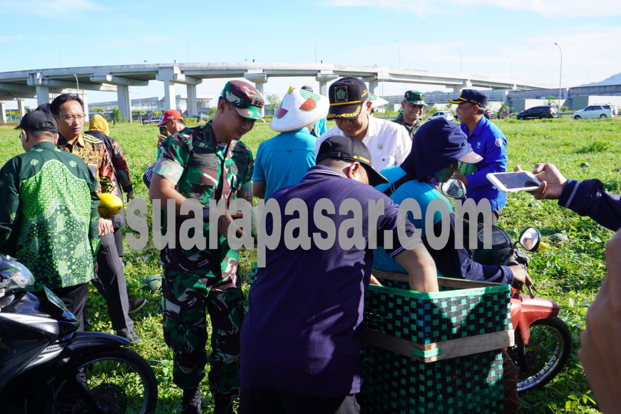 Panen Raya Perdana Semangka di Barat Gedung AP I Bandara YIA Dihadiri Para Pejabat