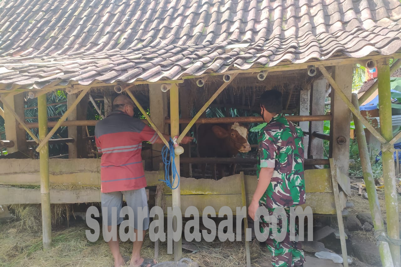 Babinsa Kaligintung Himbau Kewaspadaan Terhadap PMK Pada Pemilik Hewan Ternak