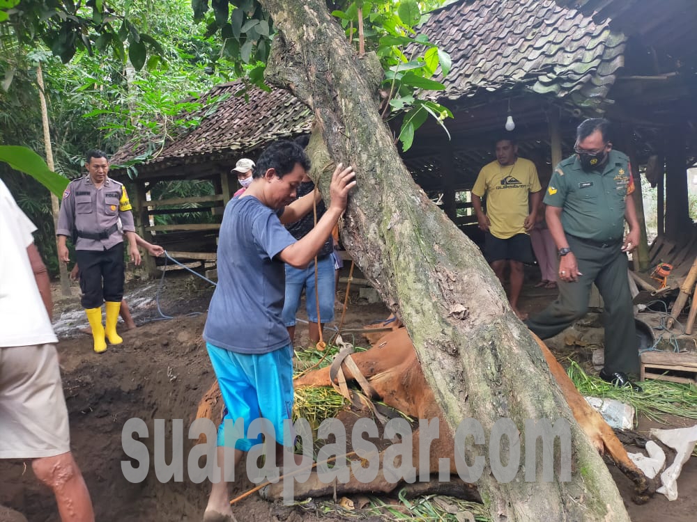 Ternak Milik Warga Karang Wetan Mati Terpapar PMK