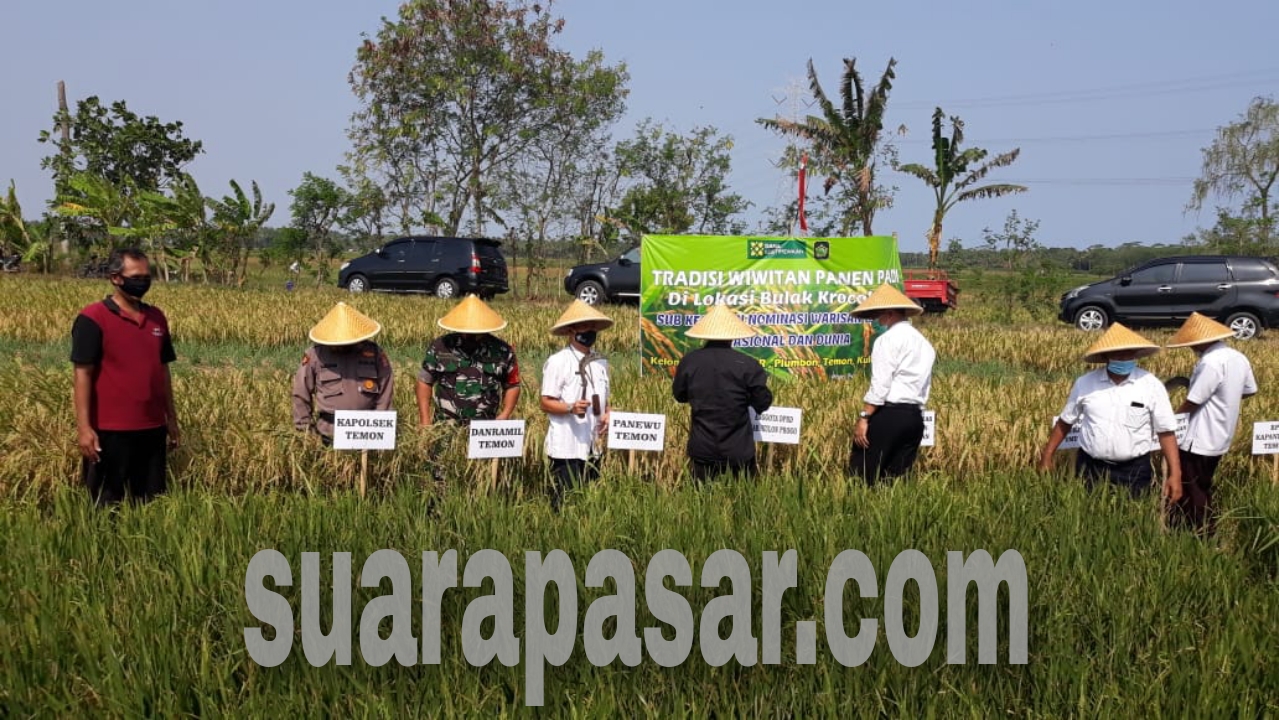 Tradisi Wiwitan Panen Padi Kelompok Tani Amor Dihadiri Para Pejabat