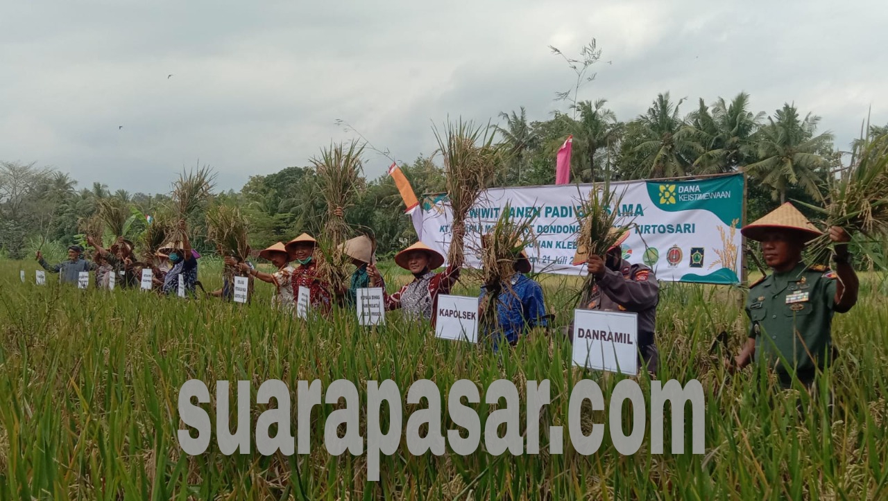 Wiwitan Panen Padi di Sentolo Sebagai Nguri – Uri Budaya Jawa