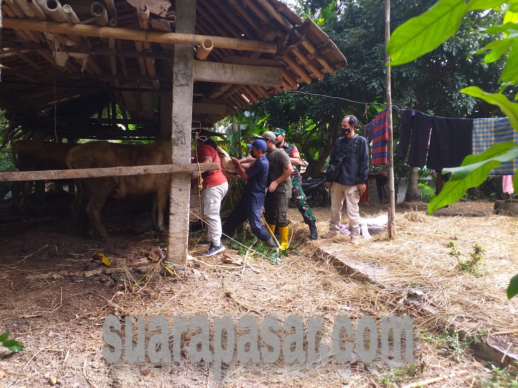 Pemberian Obat Cacing Dan Suntik Vaksin PMK di Kalurahan Hargorejo