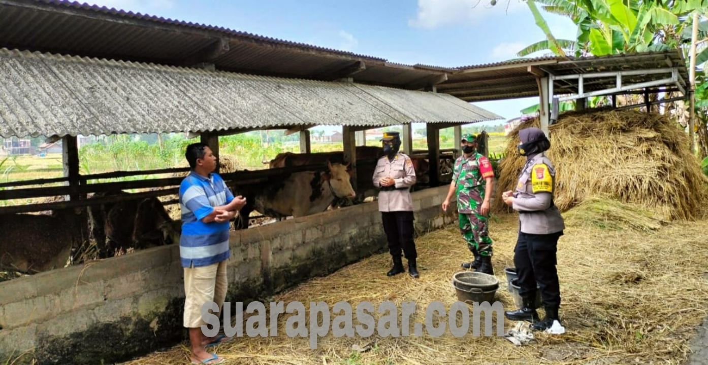 Babinsa Karangwuni Himbau Peternak Dalam Membantu Pencegahan Wabah PMK