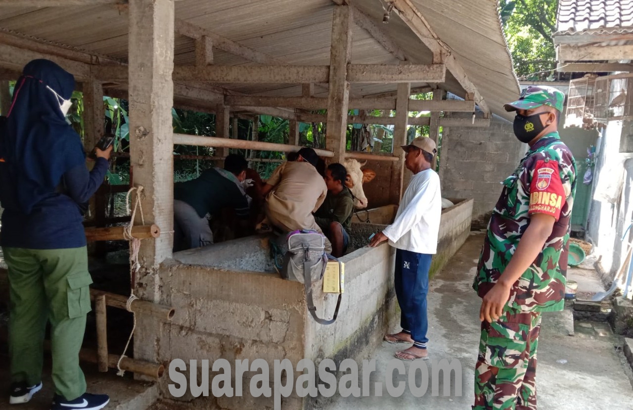 Vaksinasi PMK Pada Sapi Oleh Dinas Peternakan Kulon Progo dan BPP Nanggulan di Wilayah Tanjungharjo Nanggulan