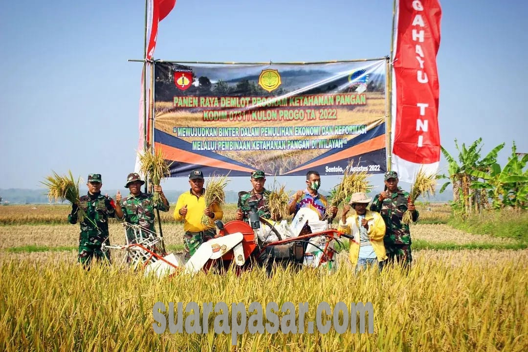 Panen Raya Demlot Padi Program Ketahanan Pangan Kodim 0731/Kulon Progo Tahun 2022 di Sukoreno Sentolo