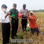 Penanaman Benih Jagung di Bulak Sawah Ngestiharjo Wates