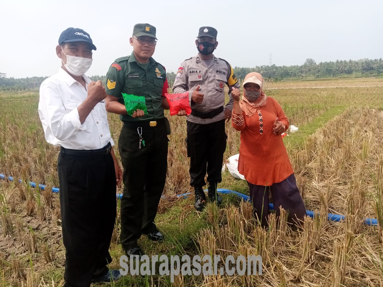 Penanaman Benih Jagung di Bulak Sawah Ngestiharjo Wates