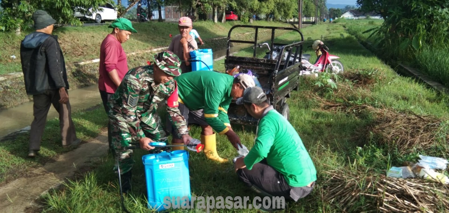 Gerdal OPT Tanaman Padi di Bulan Sawah Dobangsan