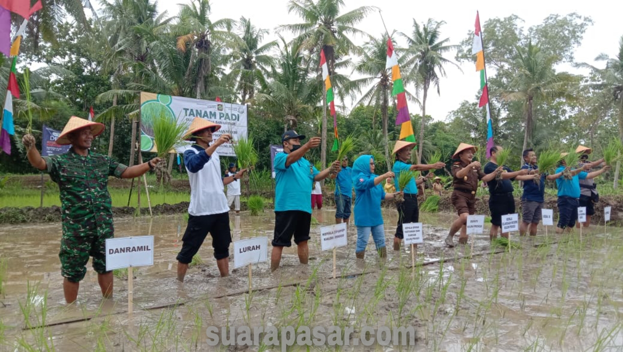 Bati Komsos Koramil Sentolo Hadiri Tutup Tanam Perdana Cetak Sawah Baru