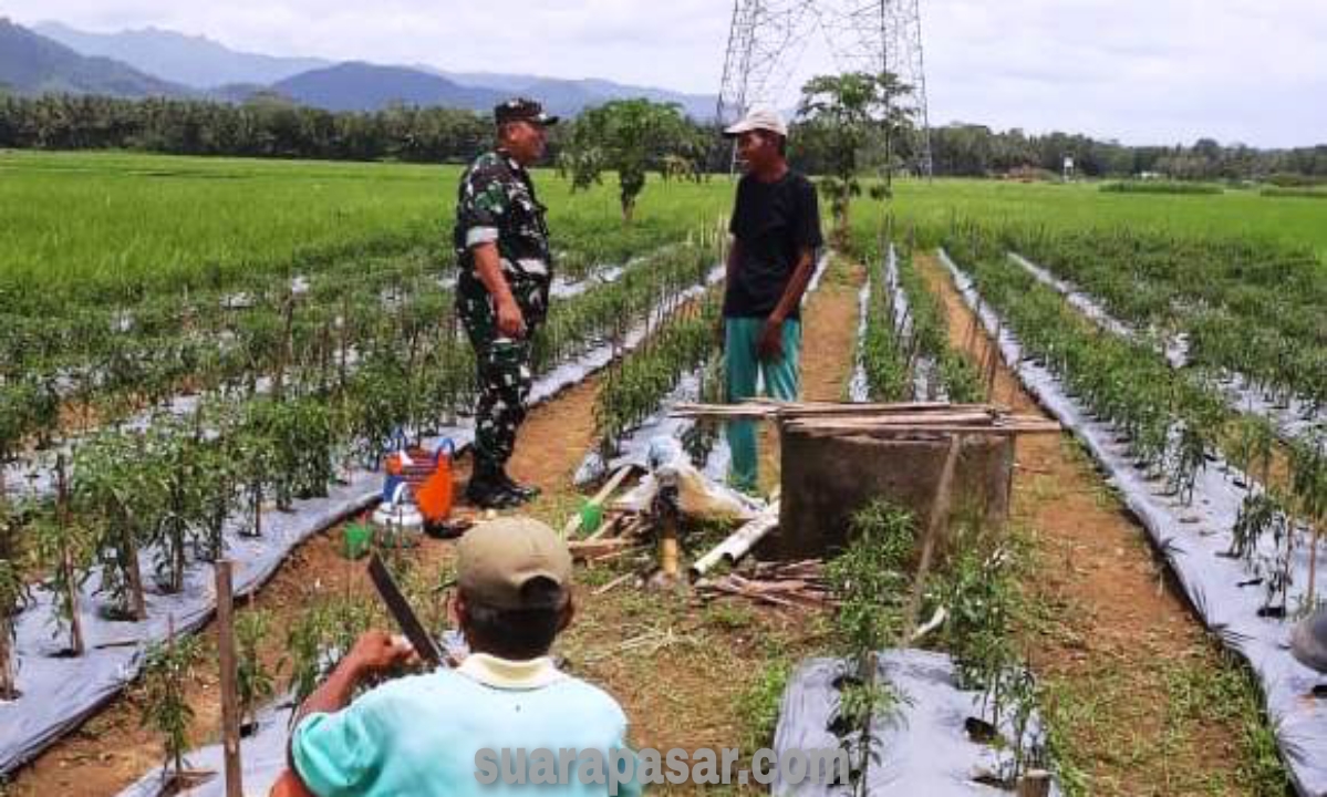 Babinsa Plumbon Semangati Petani Yang Menyiangi Tanaman Cabe Area Persawahan Gang Kacung Pedukuhan Dabag 2