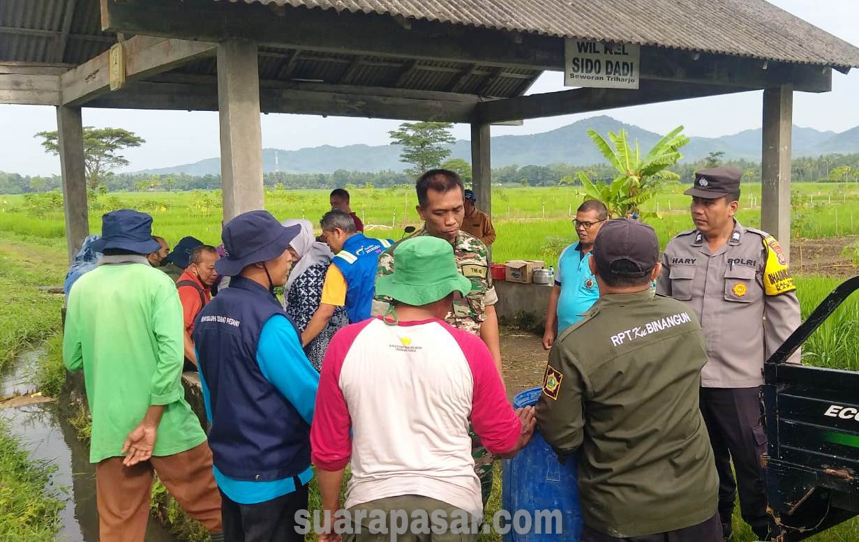 Babinsa Triharjo Laksanakan Pendampingan Penyemprotan Massal Tanaman Padi di Bulak Sawah Seworan