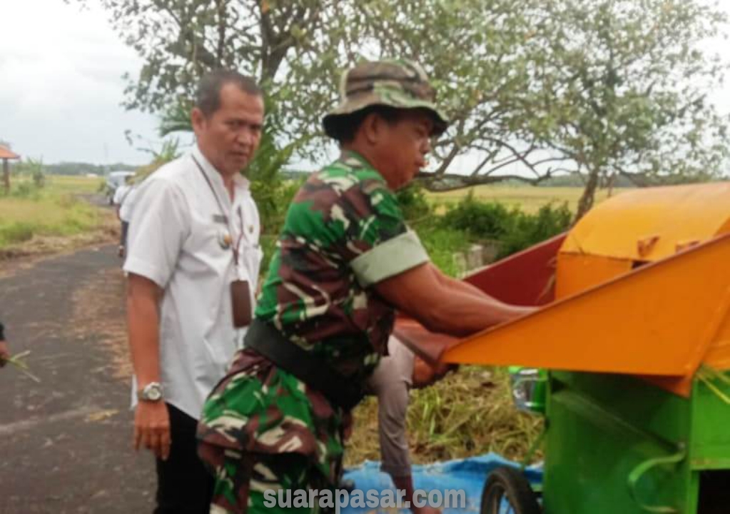 Babinsa Karangwuluh Bantu Kegiatan Pengubinan Panen Padi