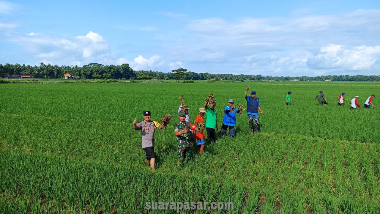 Babinsa Brosot Dampingi Gerdal OPT Tanaman Padi di Bulak Sawah Padukuhan Jeronan