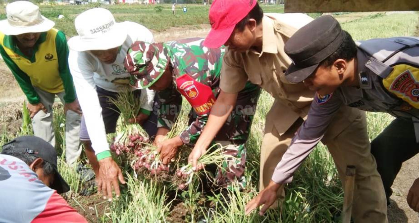 Babinsa Giripeni Pendampingan Ubinan Panen Bawang Merah