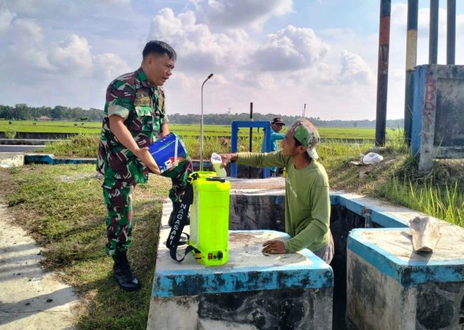 Babinsa Panjatan Dampingi Gerdal OPT Tanaman Padi