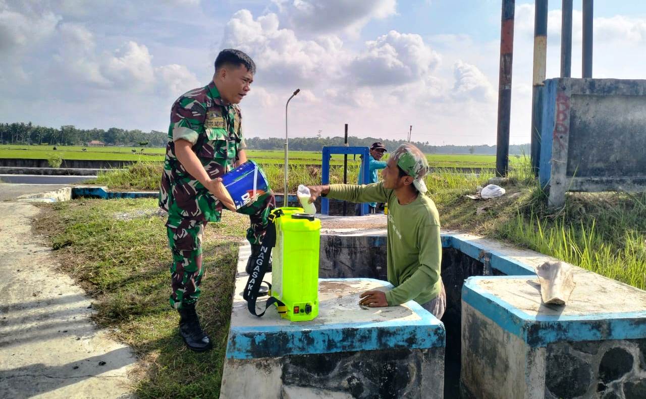 Babinsa Panjatan Dampingi Gerdal OPT Tanaman Padi