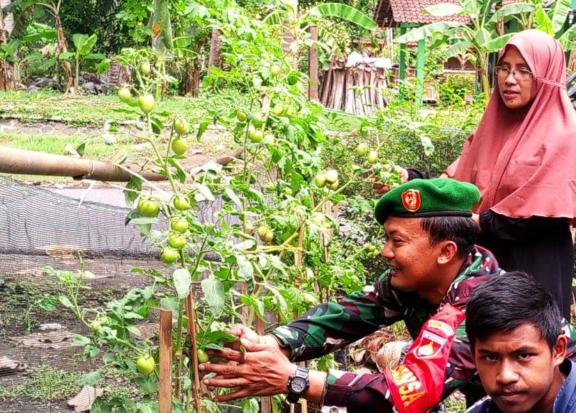 Dukung Pemanfaatan Lahan Pekarangan Babinsa Kulur Pendampingan KWT