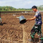 Anggota Kodim Kulon Progo Melanjutkan Penyiapan Lahan Cetak Sawah Baru