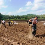 Cetak Sawah Baru, 8 Hektar Tanah Kas Desa di Brangkal Nanggulan Siap Ditanami Bawang Merah