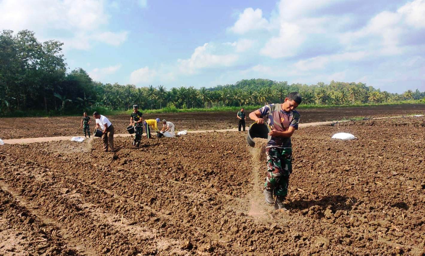 Cetak Sawah Baru, 8 Hektar Tanah Kas Desa di Brangkal Nanggulan Siap Ditanami Bawang Merah