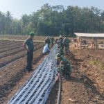 Lahan Cetak Sawah Baru Brangkal Nanggulan Dipasang Mulsa, Bibit Bawang Merah Segera Ditanam