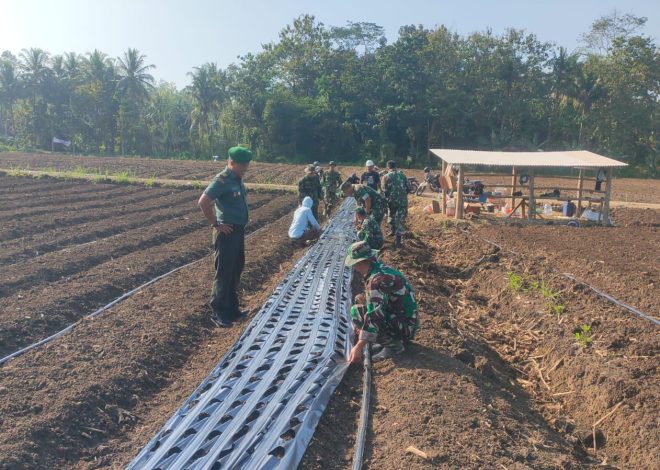 Lahan Cetak Sawah Baru Brangkal Nanggulan Dipasang Mulsa, Bibit Bawang Merah Segera Ditanam