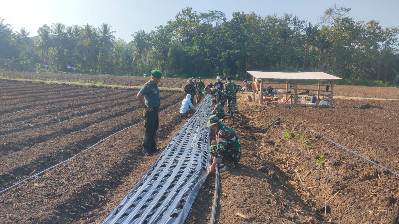 Lahan Cetak Sawah Baru Brangkal Nanggulan Dipasang Mulsa, Bibit Bawang Merah Segera Ditanam