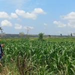 79 Tahun Indonesia Merdeka, Petani Belum Sejahtera